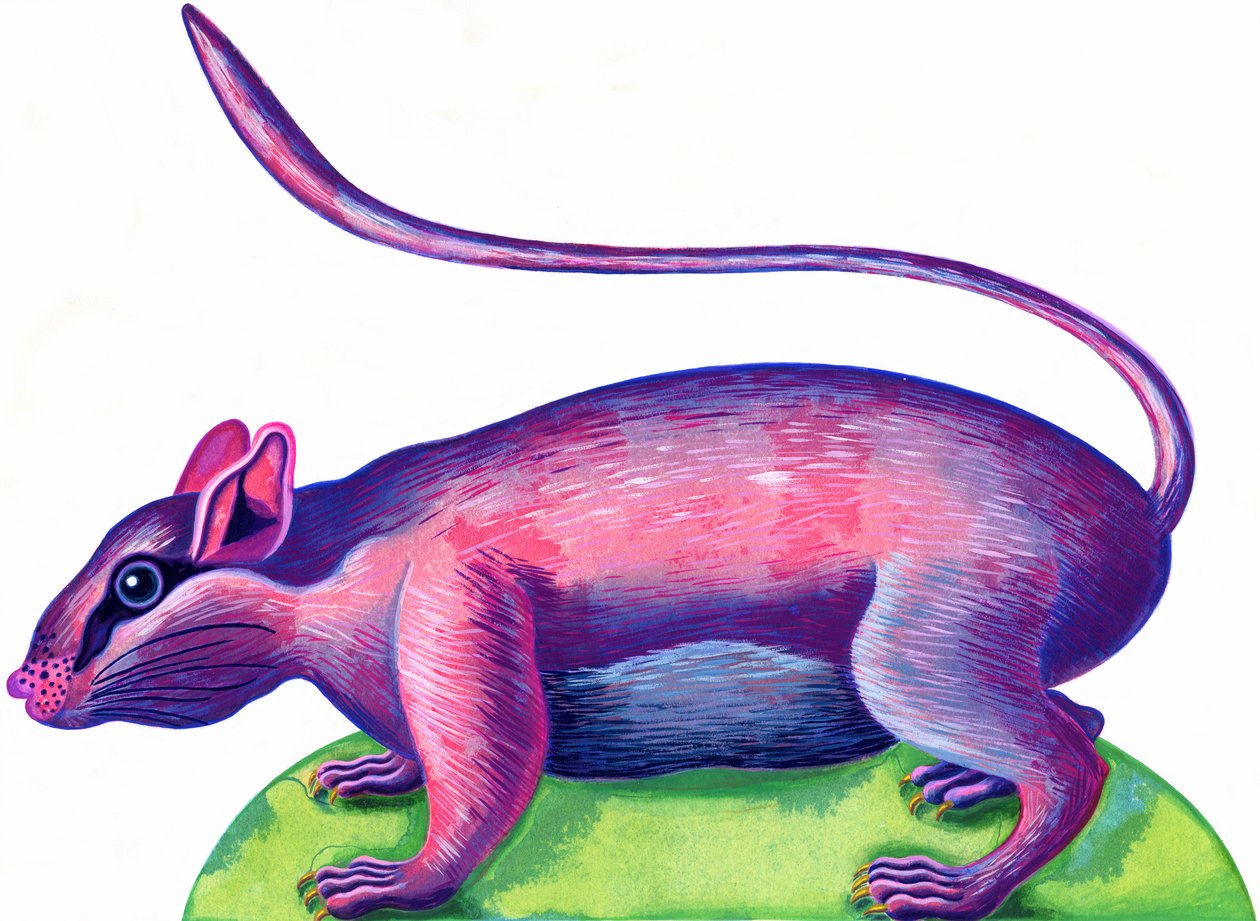Rat door Jane Tattersfield
