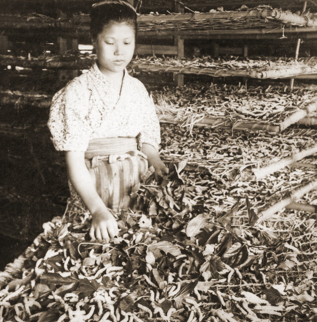 De jonge zijderupsen voeren met moerbeibladeren, ca. 1900 door Japanese Photographer