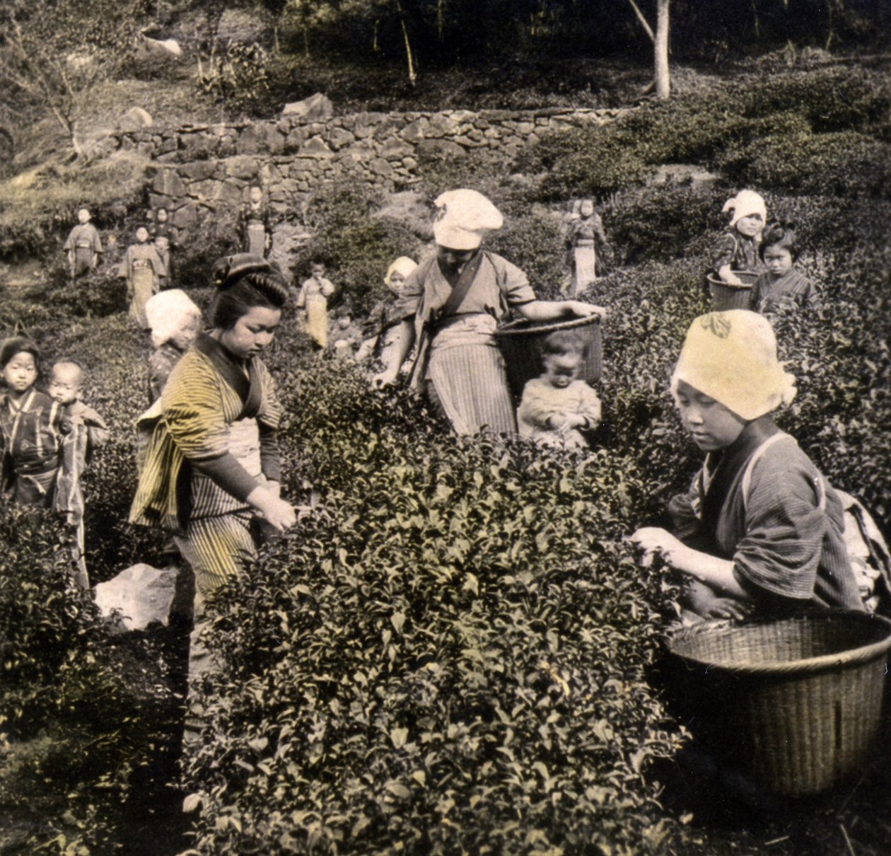 Thee plukken in de provincie Uji, ca. 1900 door Japanese Photographer