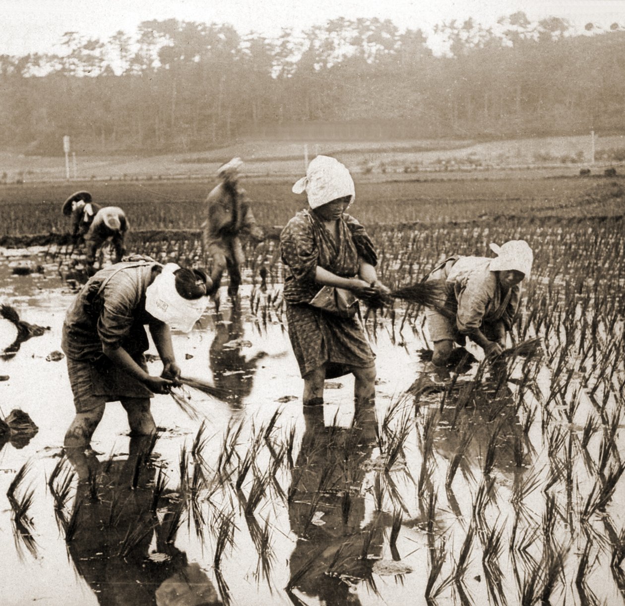 Vrouwen planten rijst in Japan, ca. 1900 door Japanese Photographer