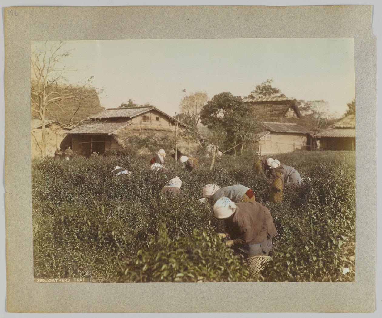 Thee plukken, Japan door Japanese Photographer