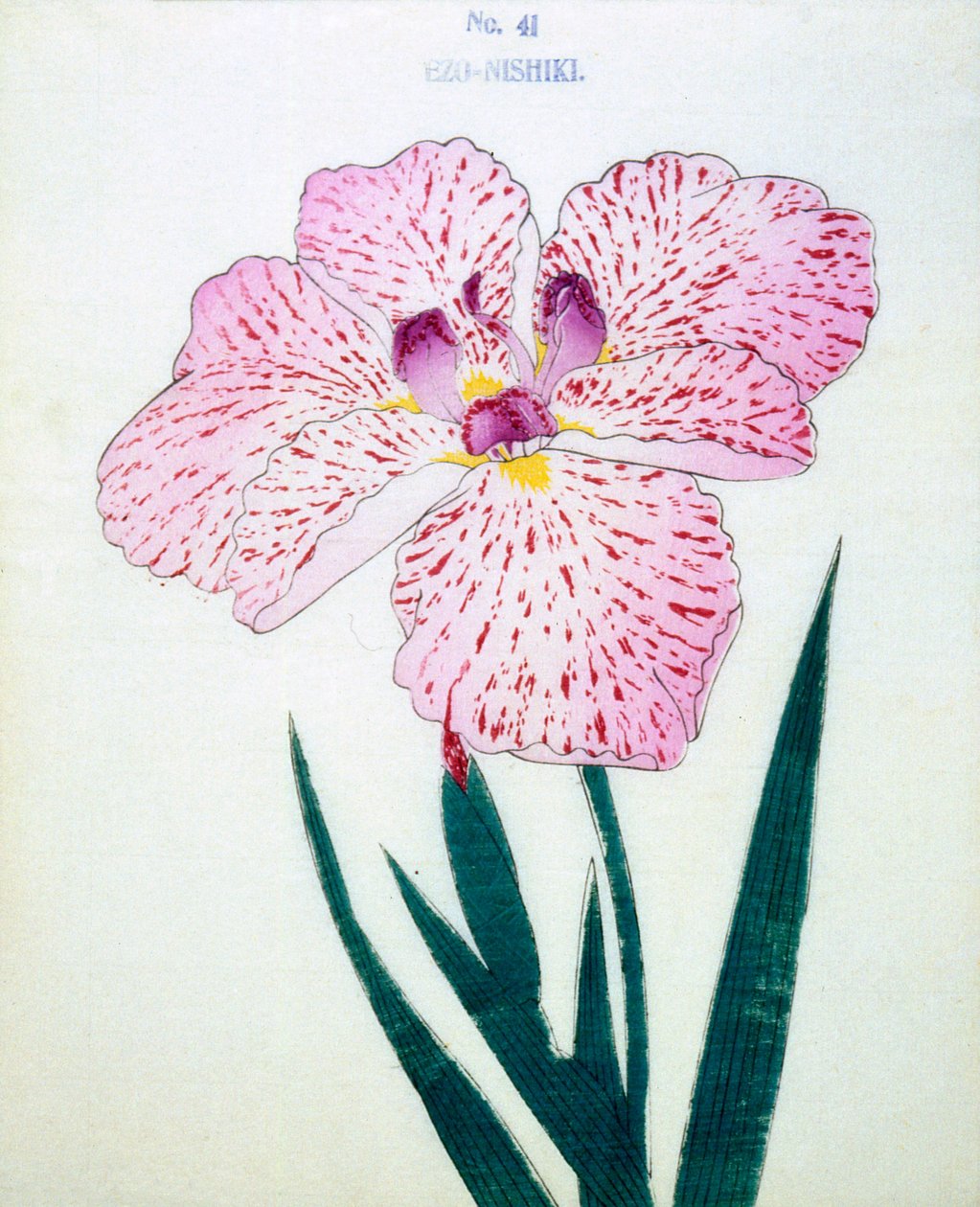 Ezo-Nishiki, nr.41, 1898 door Japanese School