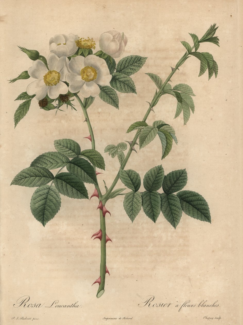 Witte roos, Rosa leucantha door Jean Baptiste Chapuy