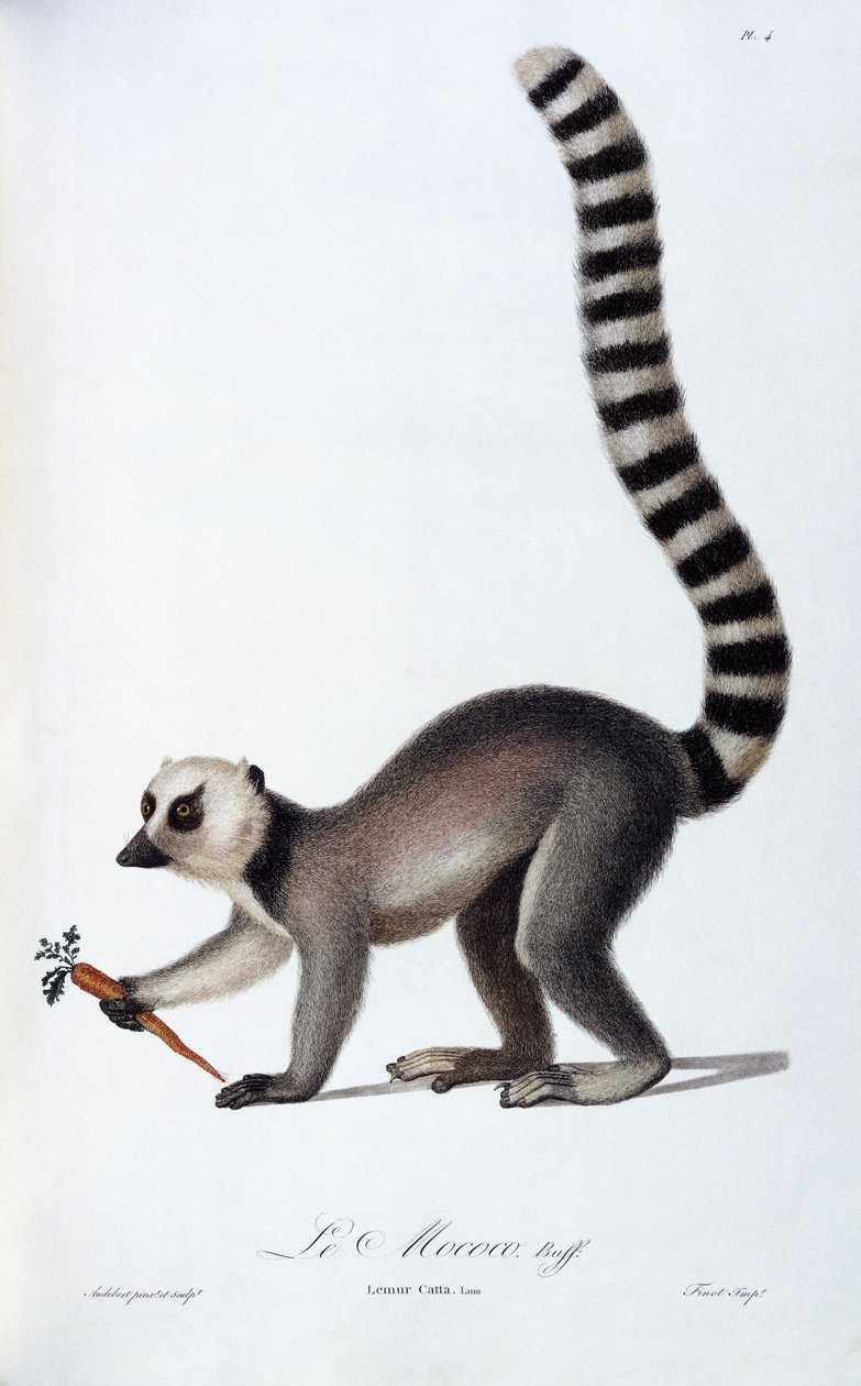 Een Lemur, ca. 1798-99 door Jean Baptiste Audebert