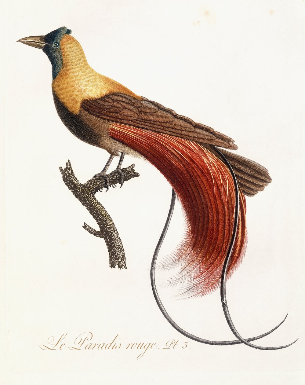 Het rode paradijs, 1802 door Jean Baptiste Audebert