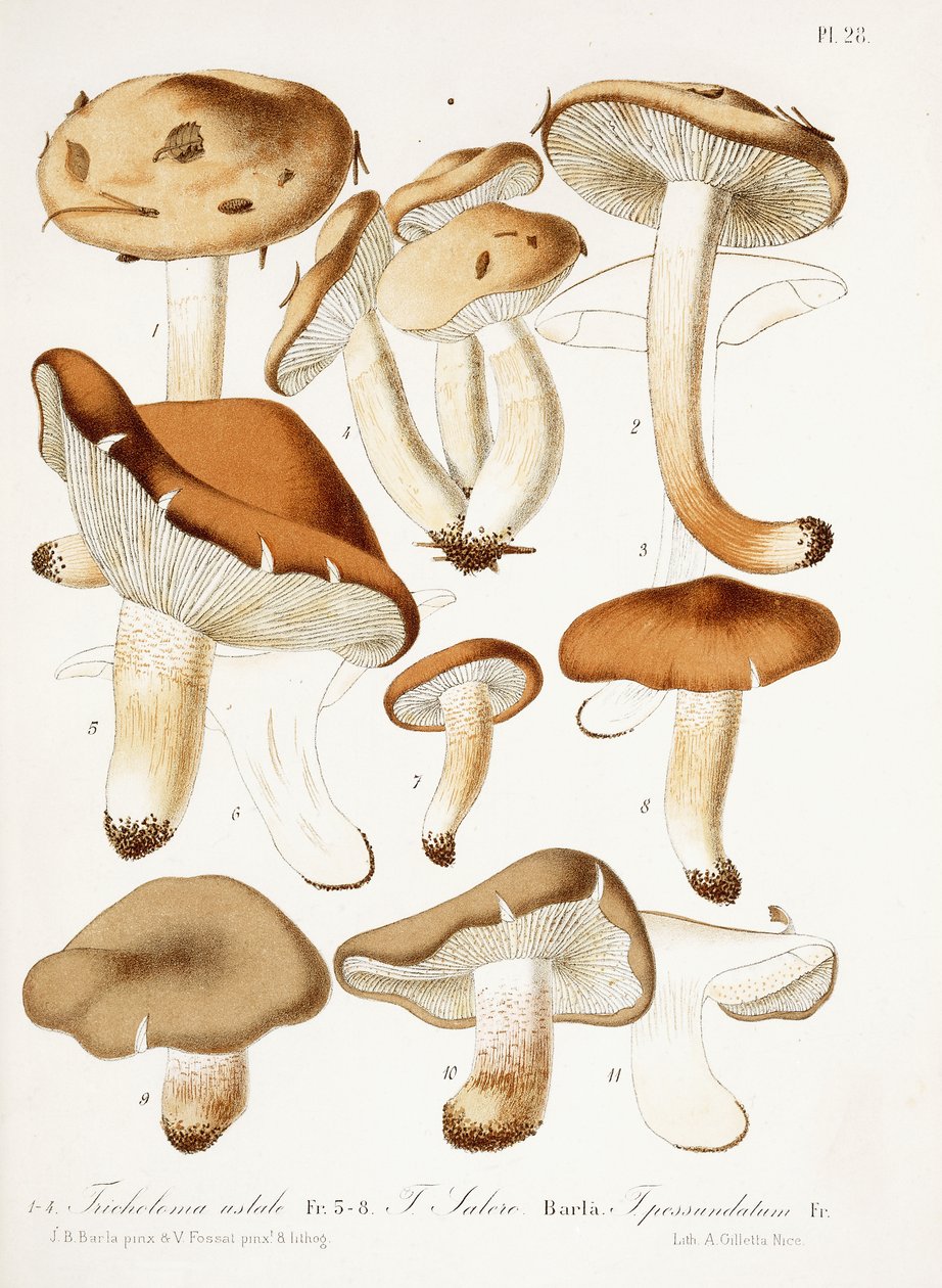 Schimmels door Jean Baptiste Barla