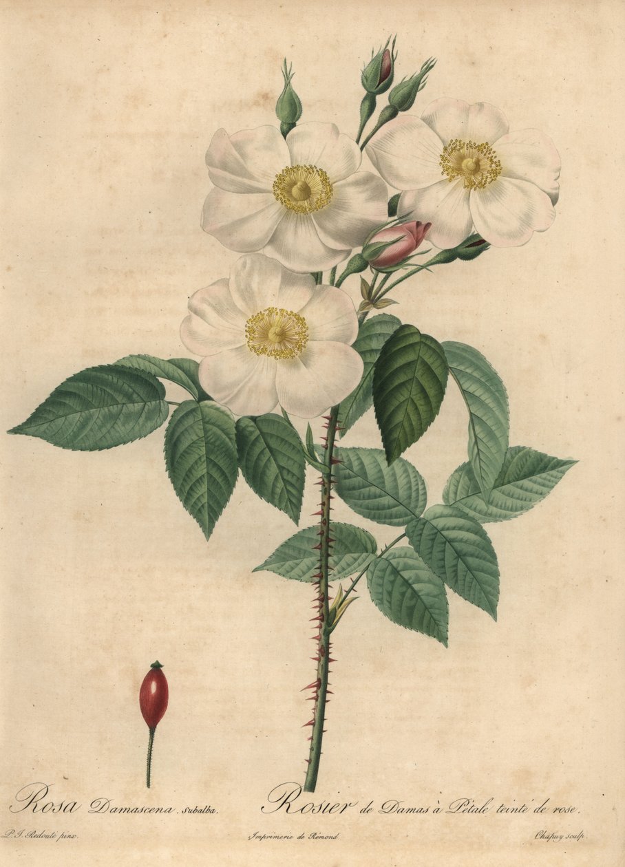 Witte Damastroos, Rosa x damascena door Jean Baptiste Chapuy