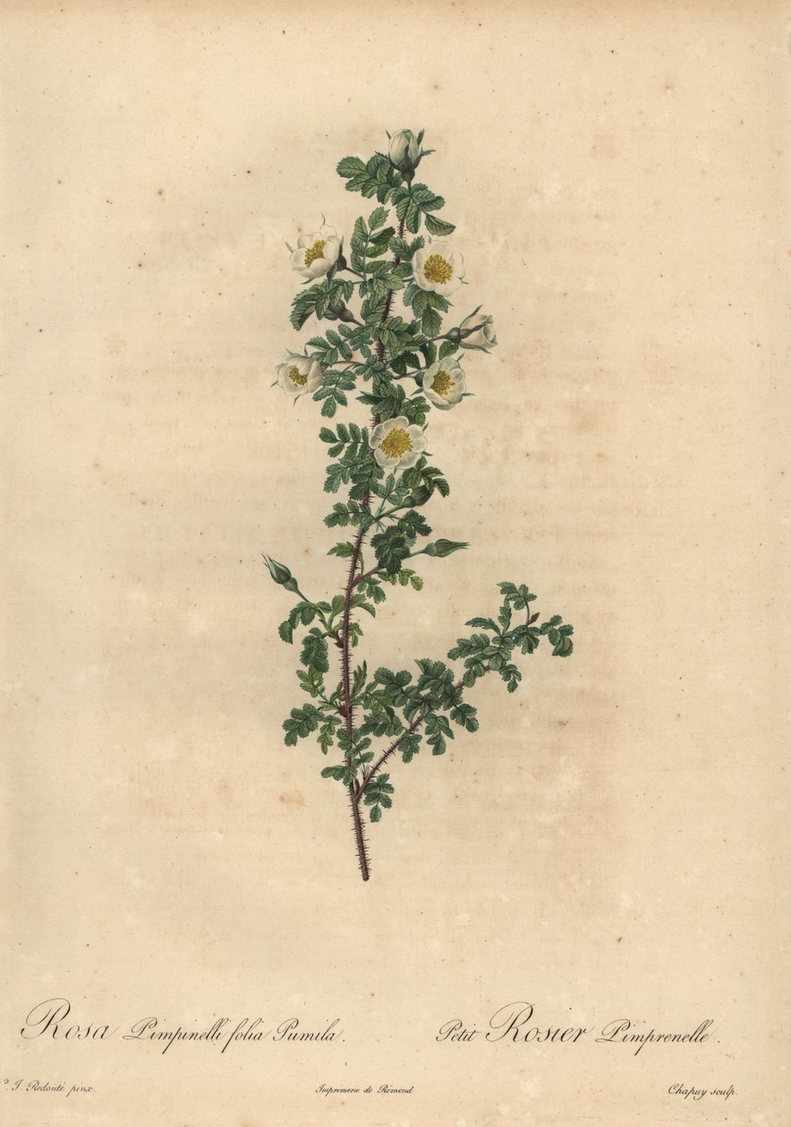 Witte burnetroos, Rosa pimpinellifolia Pumila door Jean Baptiste Chapuy