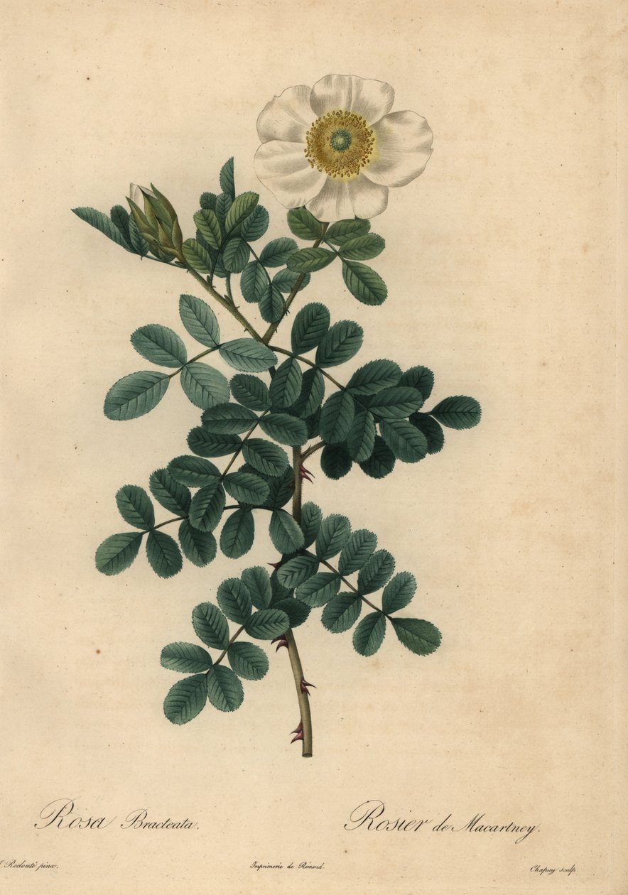 Witte chicksaw roos, Rosa bracteata door Jean Baptiste Chapuy