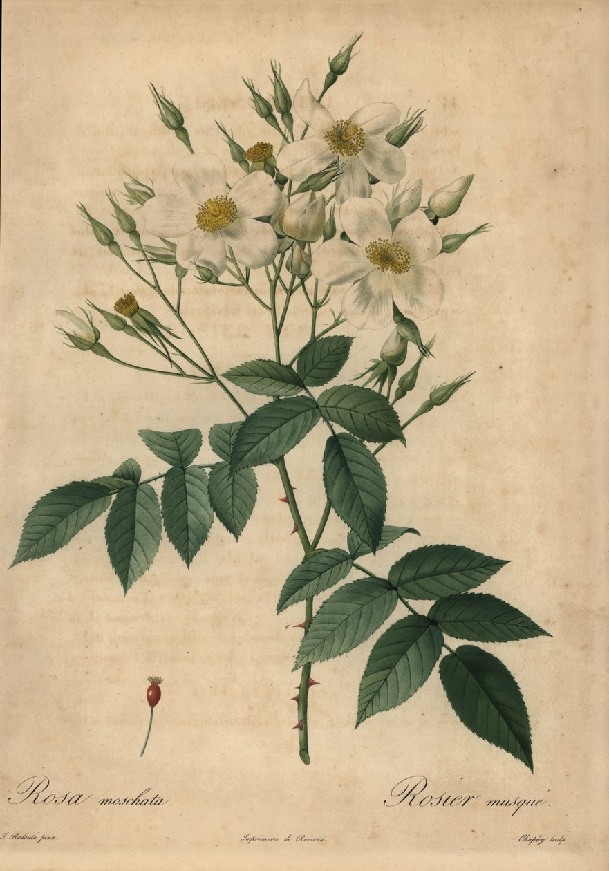 Witte muskusroos, Rosa moschata door Jean Baptiste Chapuy