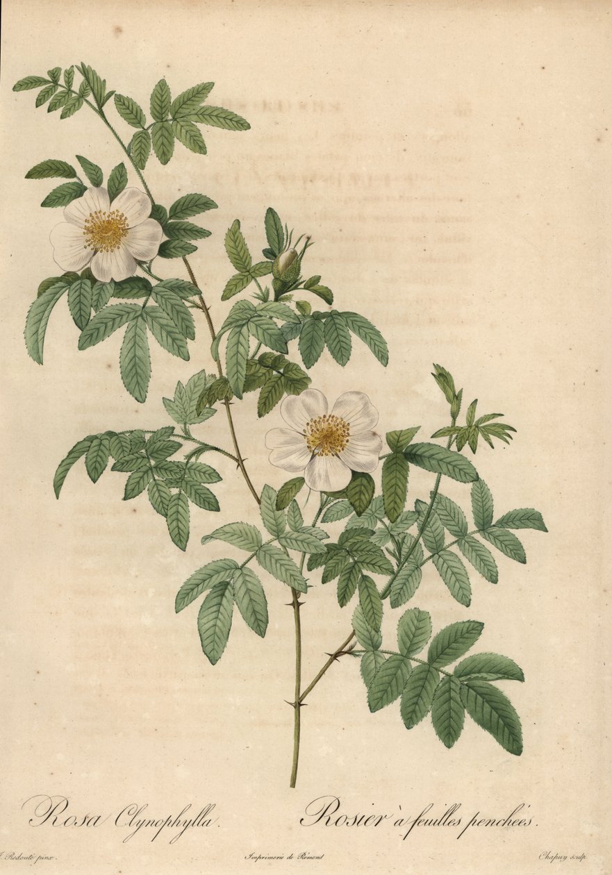 Witte roos, Rosa clynophylla door Jean Baptiste Chapuy