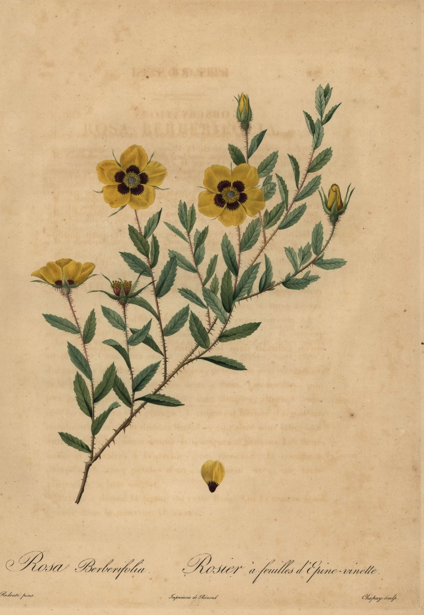 Gele roos, Rosa berberifolia. door Jean Baptiste Chapuy