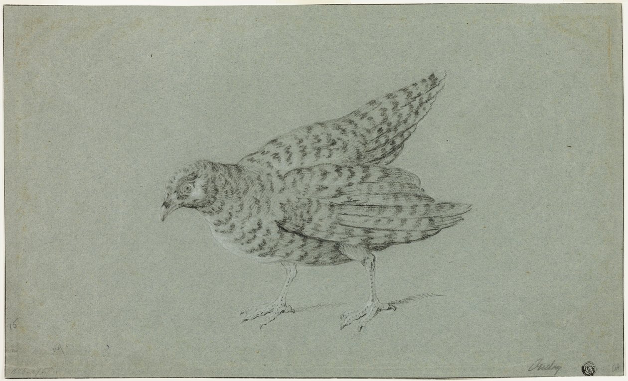 Patrijs door Jean Baptiste Oudry