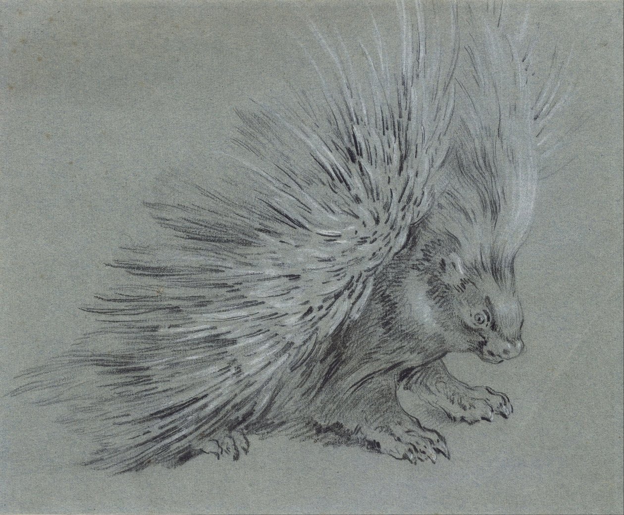 Stekelvarken door Jean Baptiste Oudry