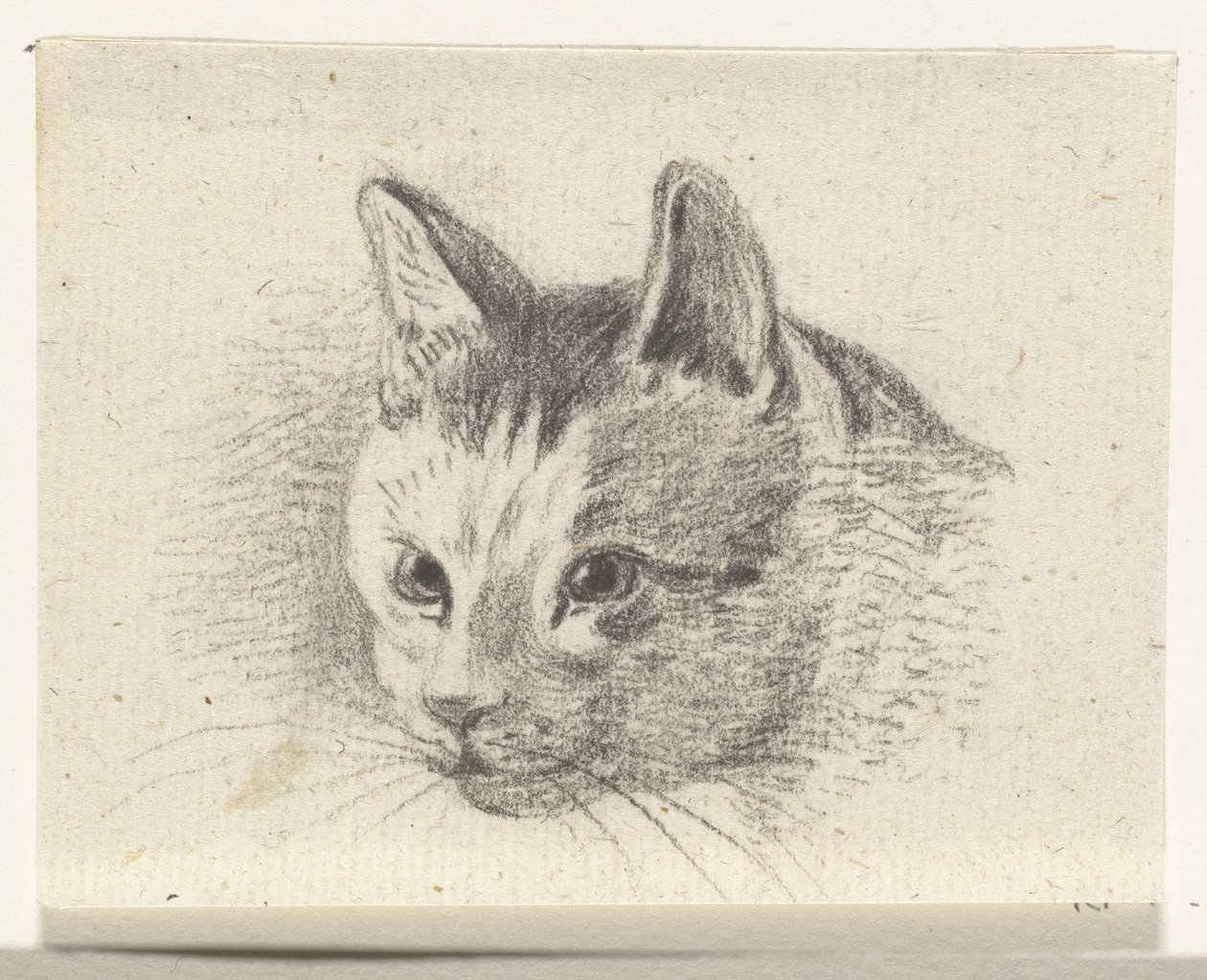 Kop van een kat door Jean Bernard