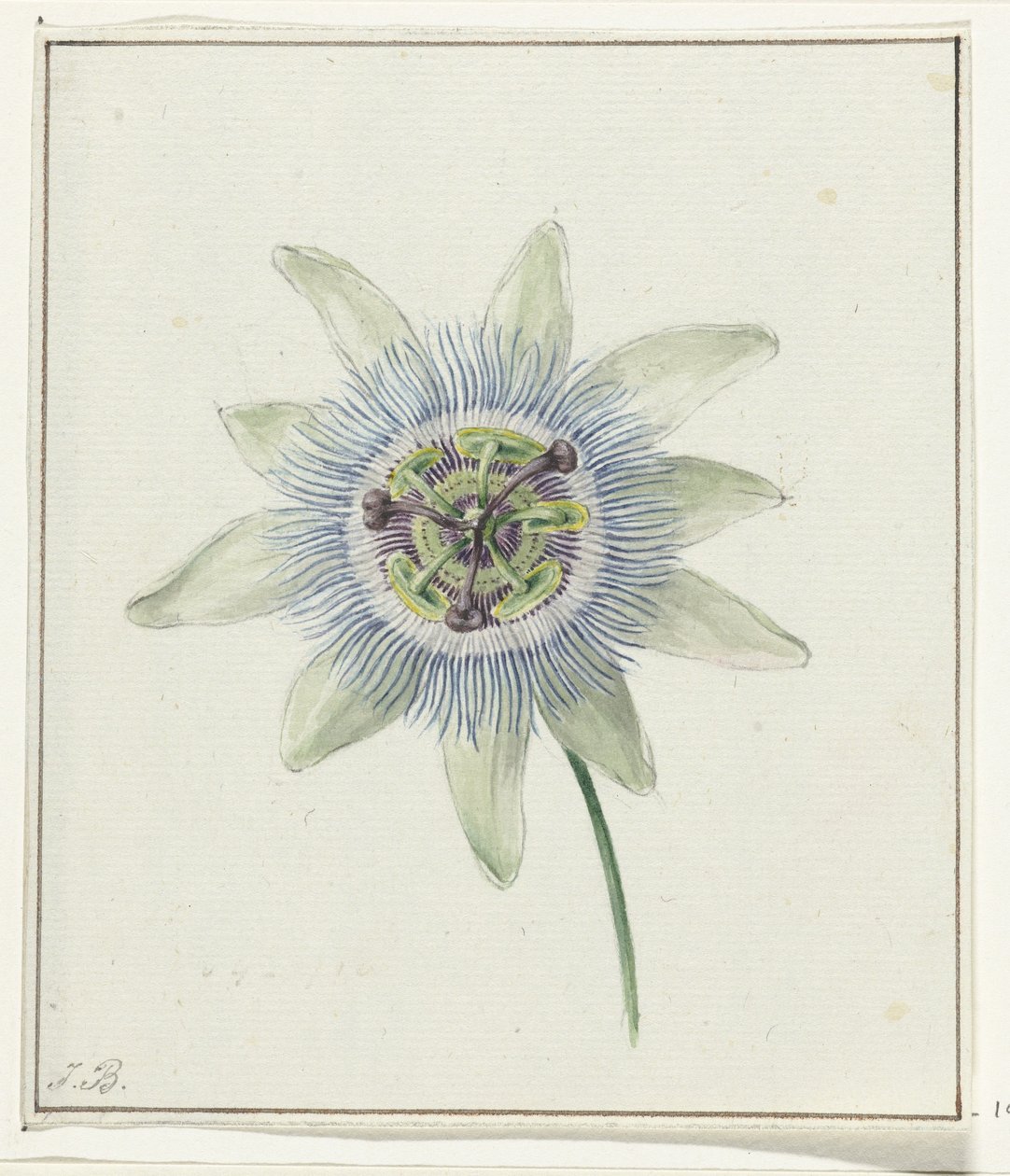 Passiebloem door Jean Bernard