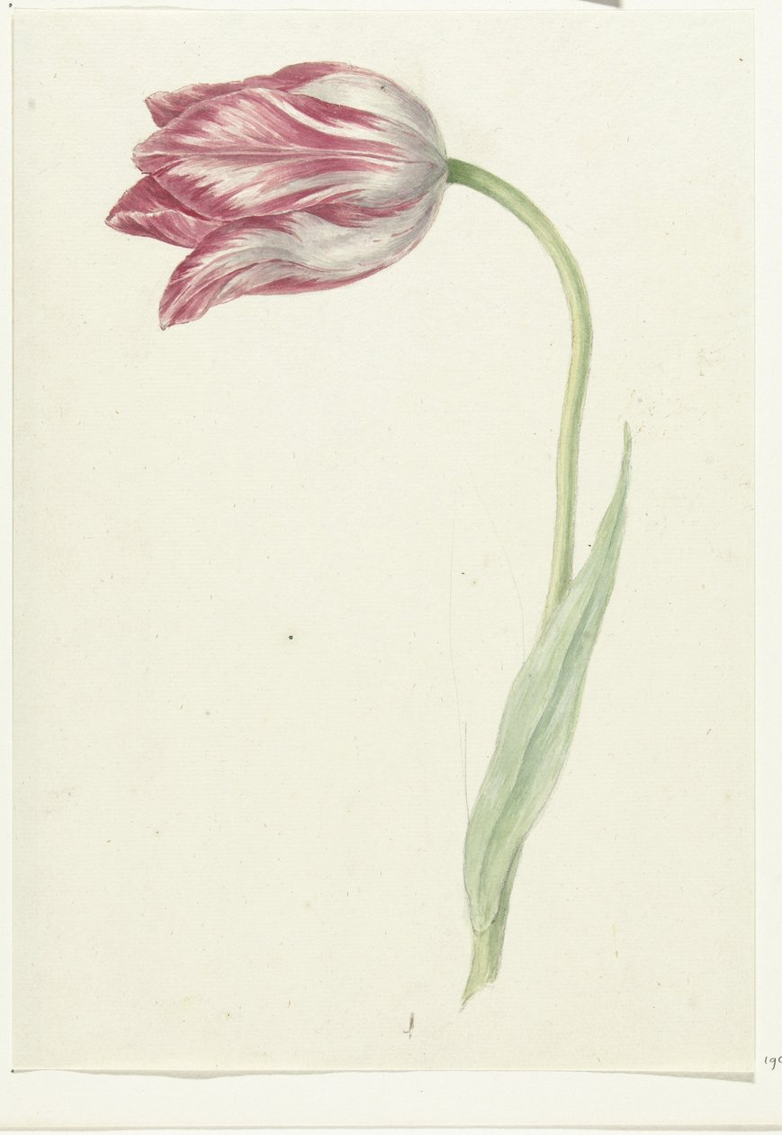 Roze tulp door Jean Bernard