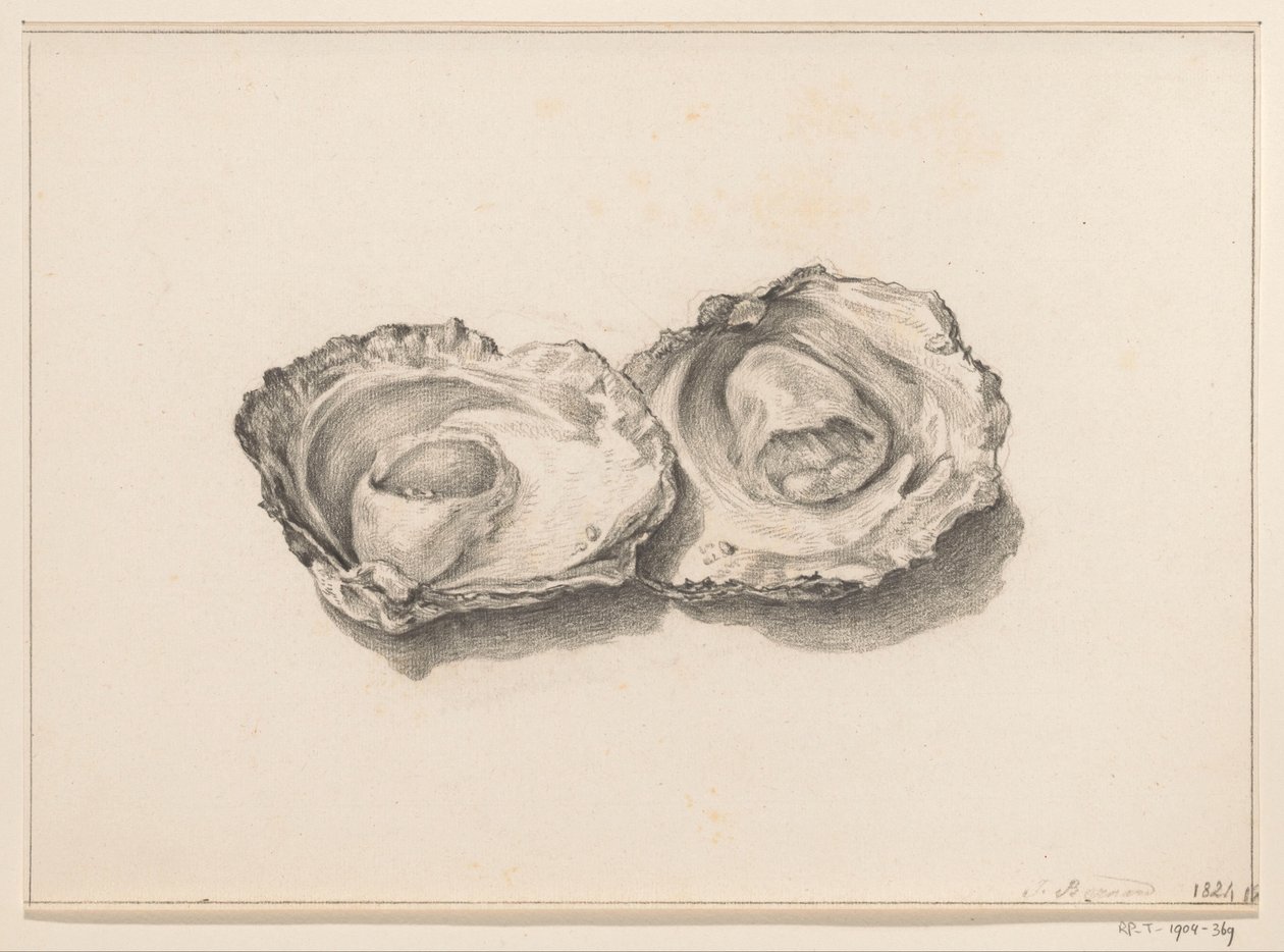 Twee geopende oesters door Jean Bernard