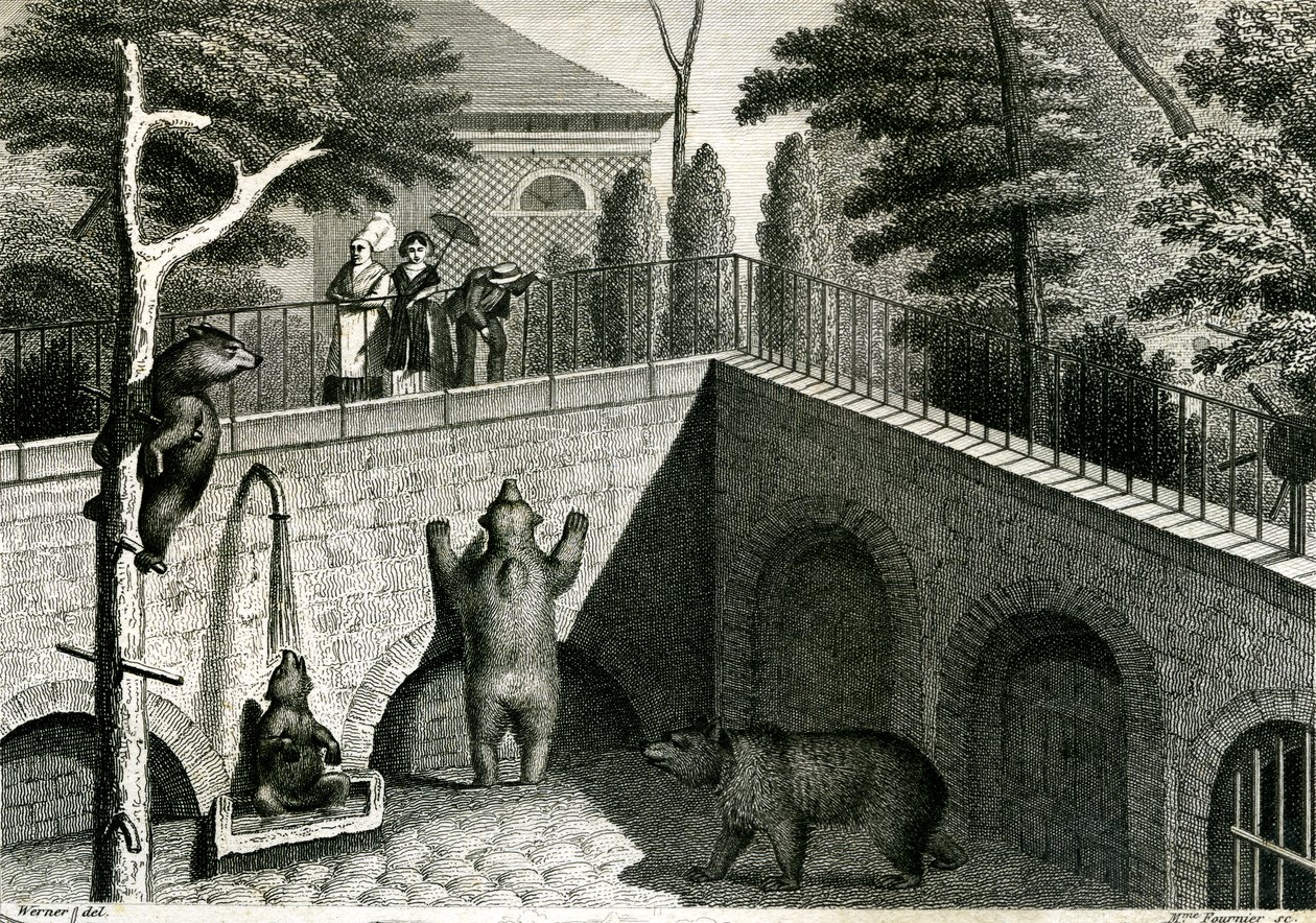 Berengrot in een dierentuin door Jean Charles Werner