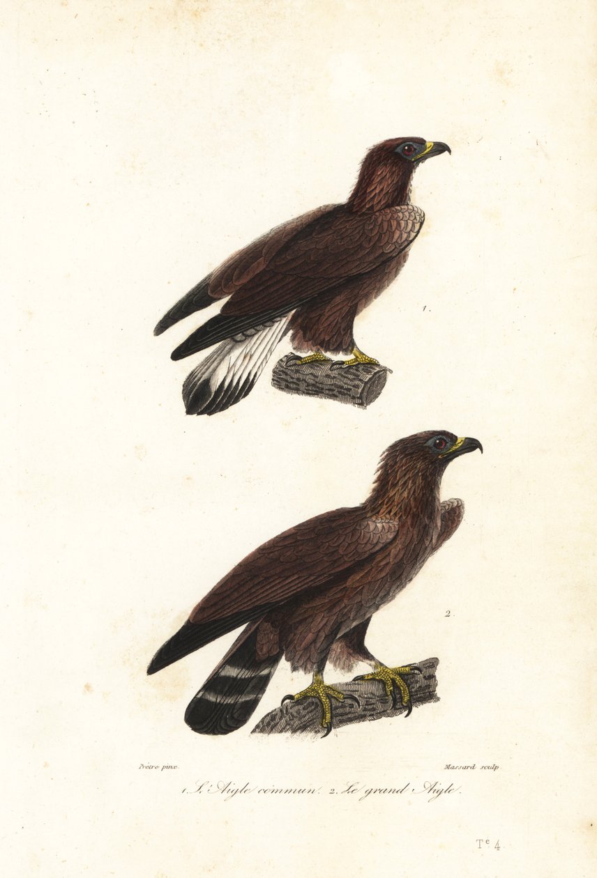Steenarend, Aquila chrysaetos door Jean Gabriel (after) Pretre