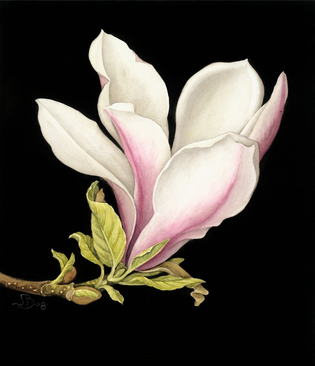 Magnolia door Jenny Barron