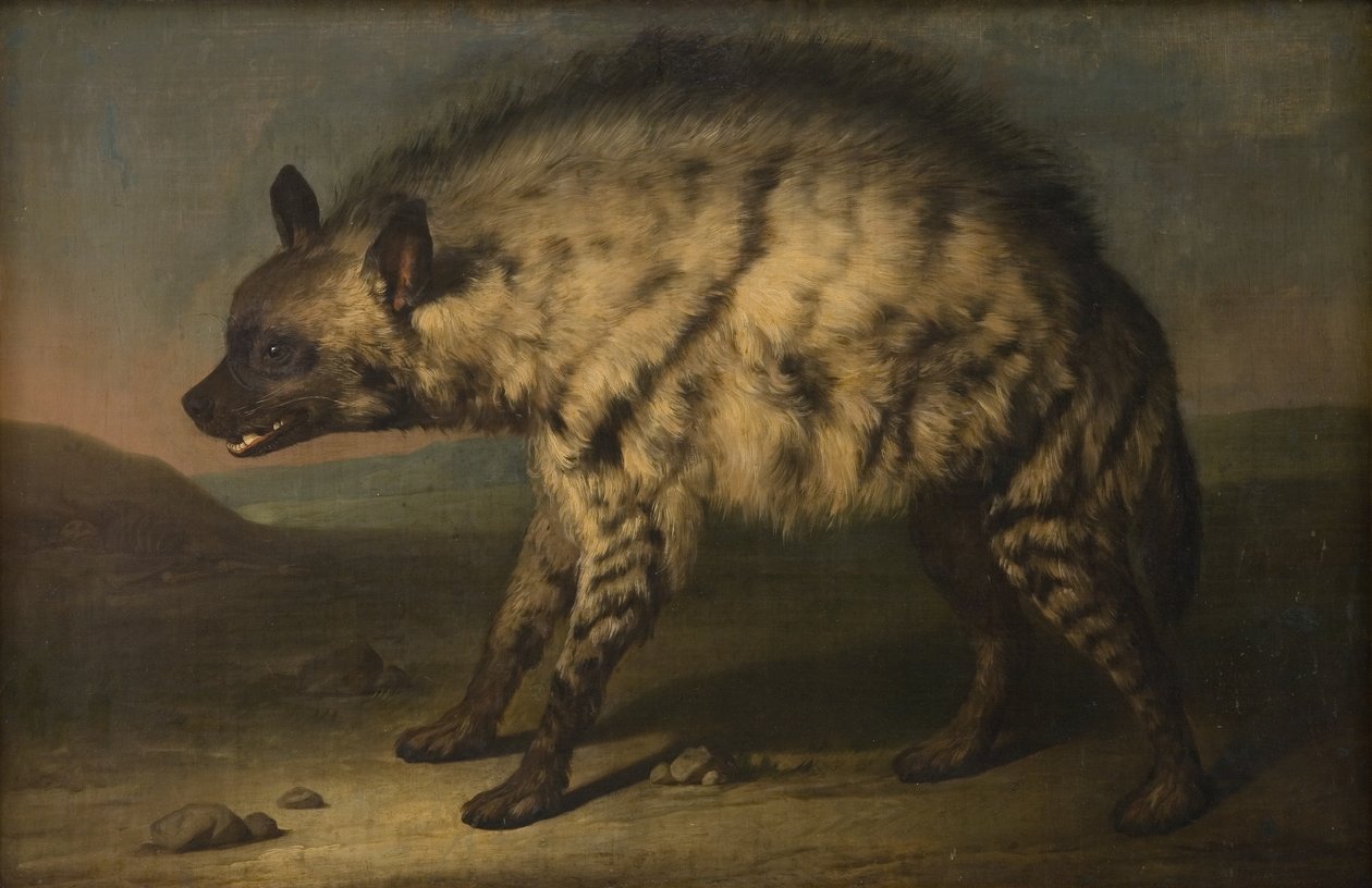 De Hyena in de menagerie bij Frederiksberg Slot door Jens Juel