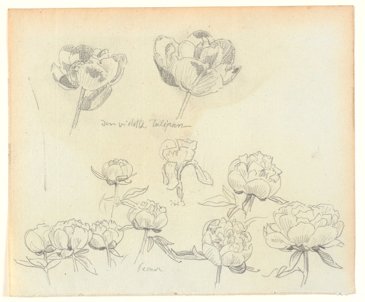 Bloemenstudies door Joakim Frederik Skovgaard