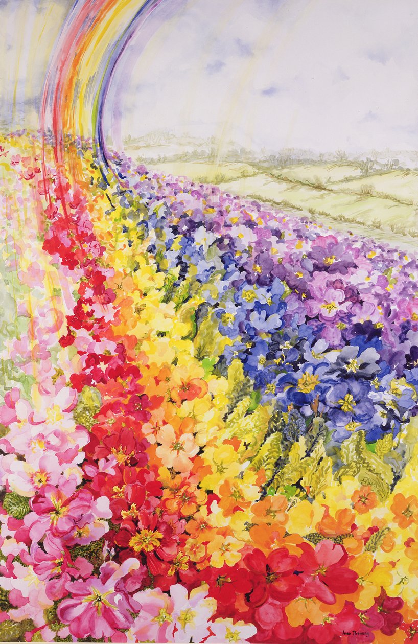 Primula Regenboog door Joan Thewsey