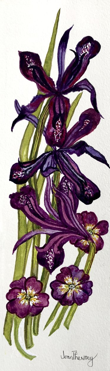 Iris en Primula door Joan Thewsey
