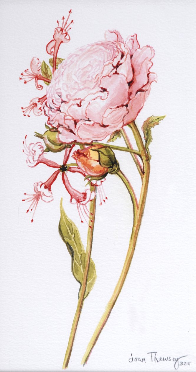Roze Roos, Abraham Derby met Kamperfoelie, 2008 door Joan Thewsey