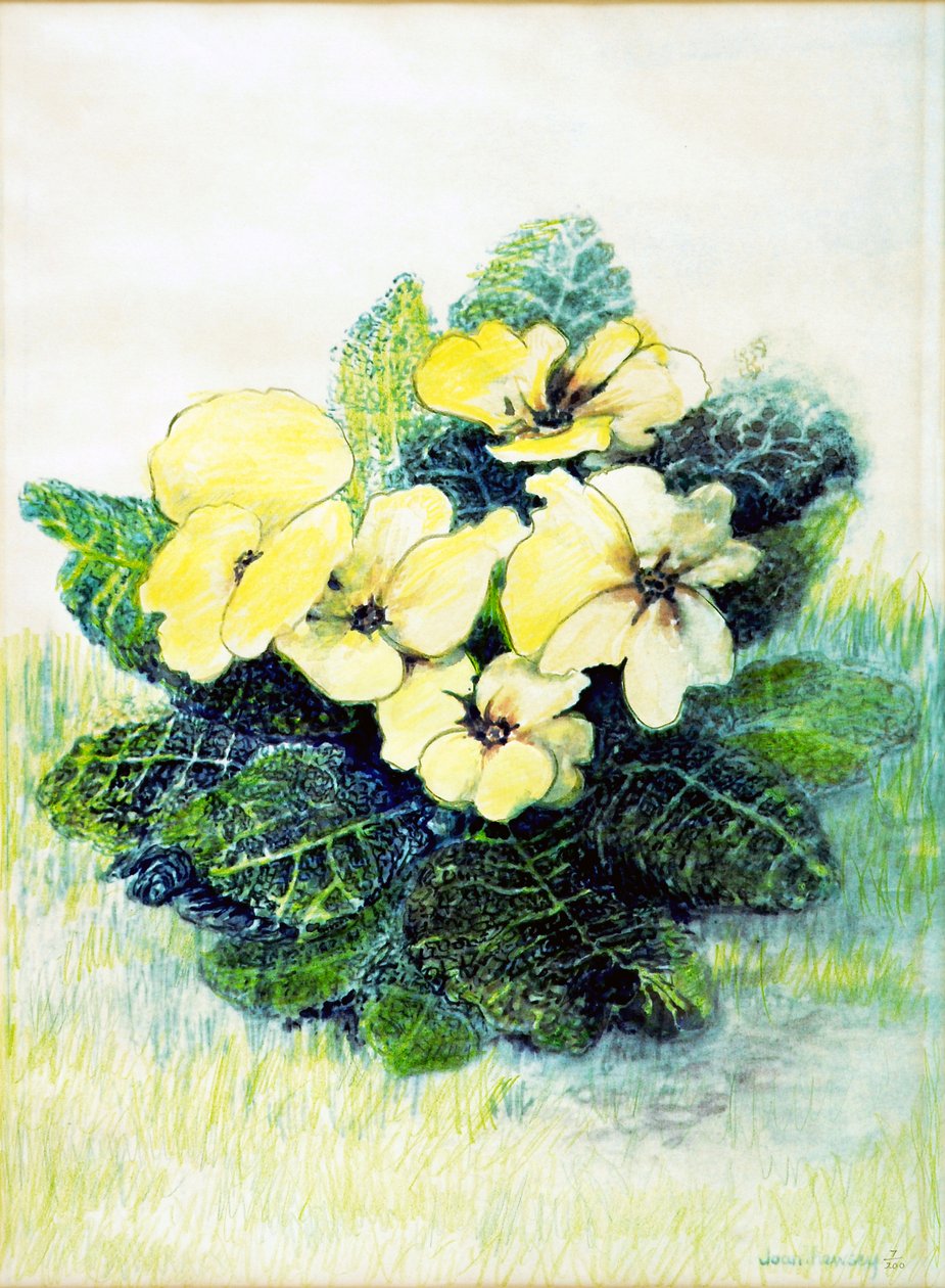 Primula Lichtgeel, 2005 door Joan Thewsey