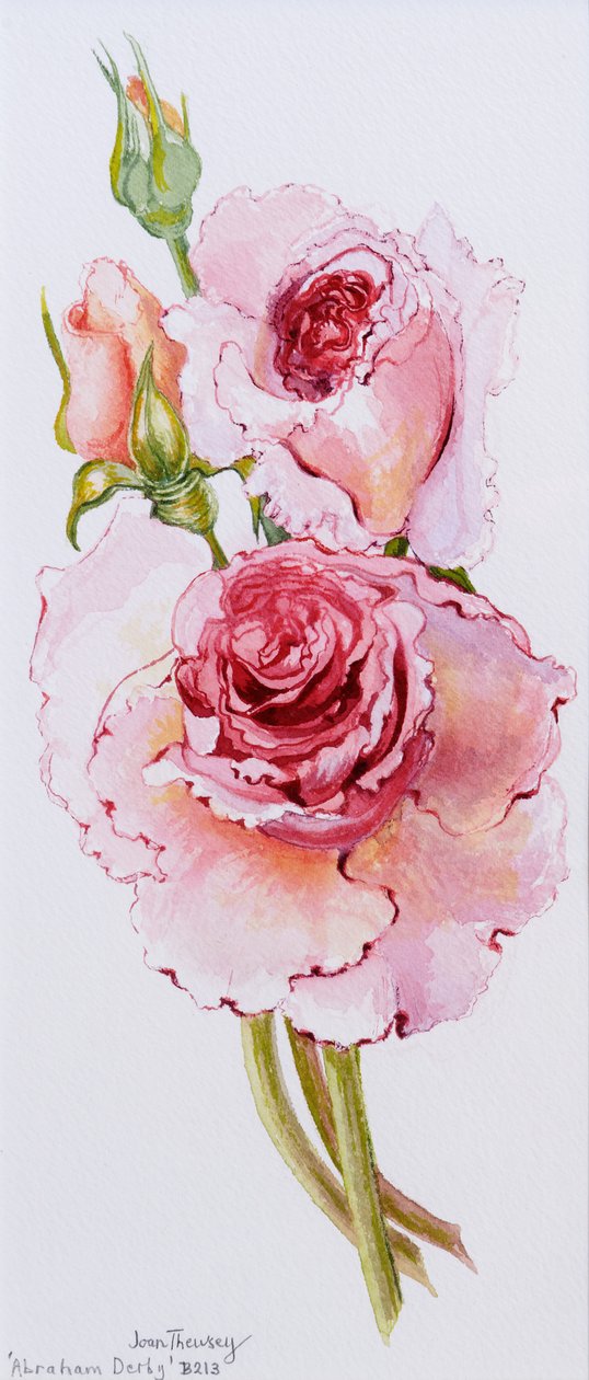 Rozen (Abraham Derby), 2010 door Joan Thewsey