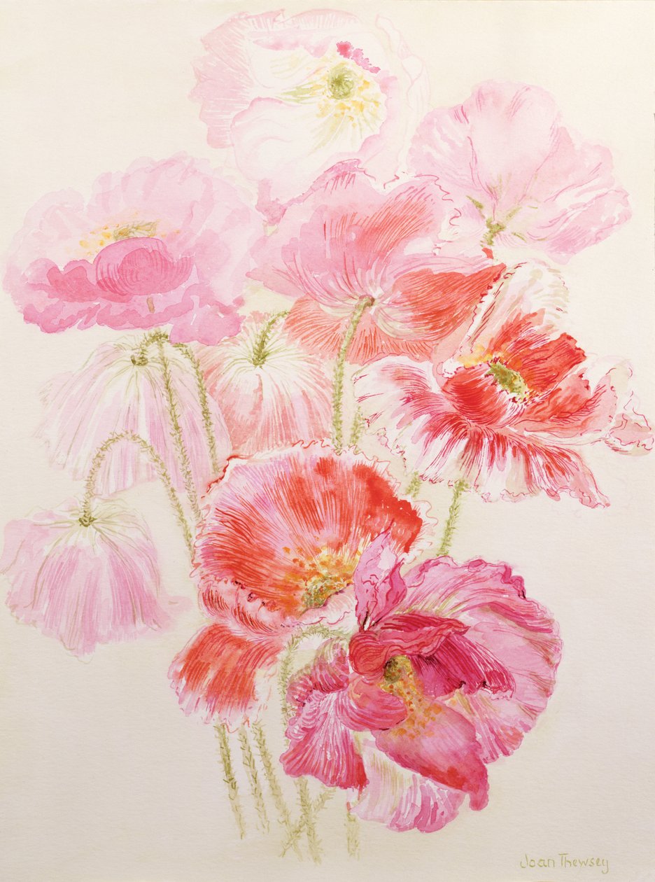 Shirley Klaprozen door Joan Thewsey