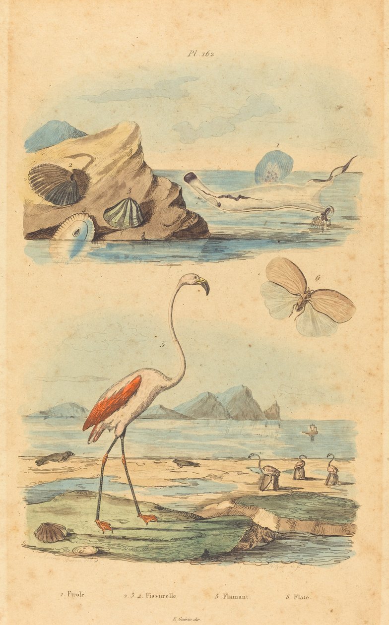 Flamingo