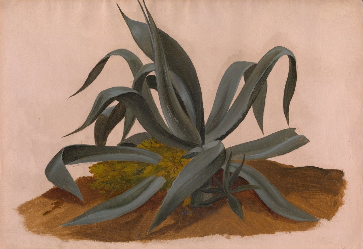 Studie van een Agave door Johan Christian Dahl
