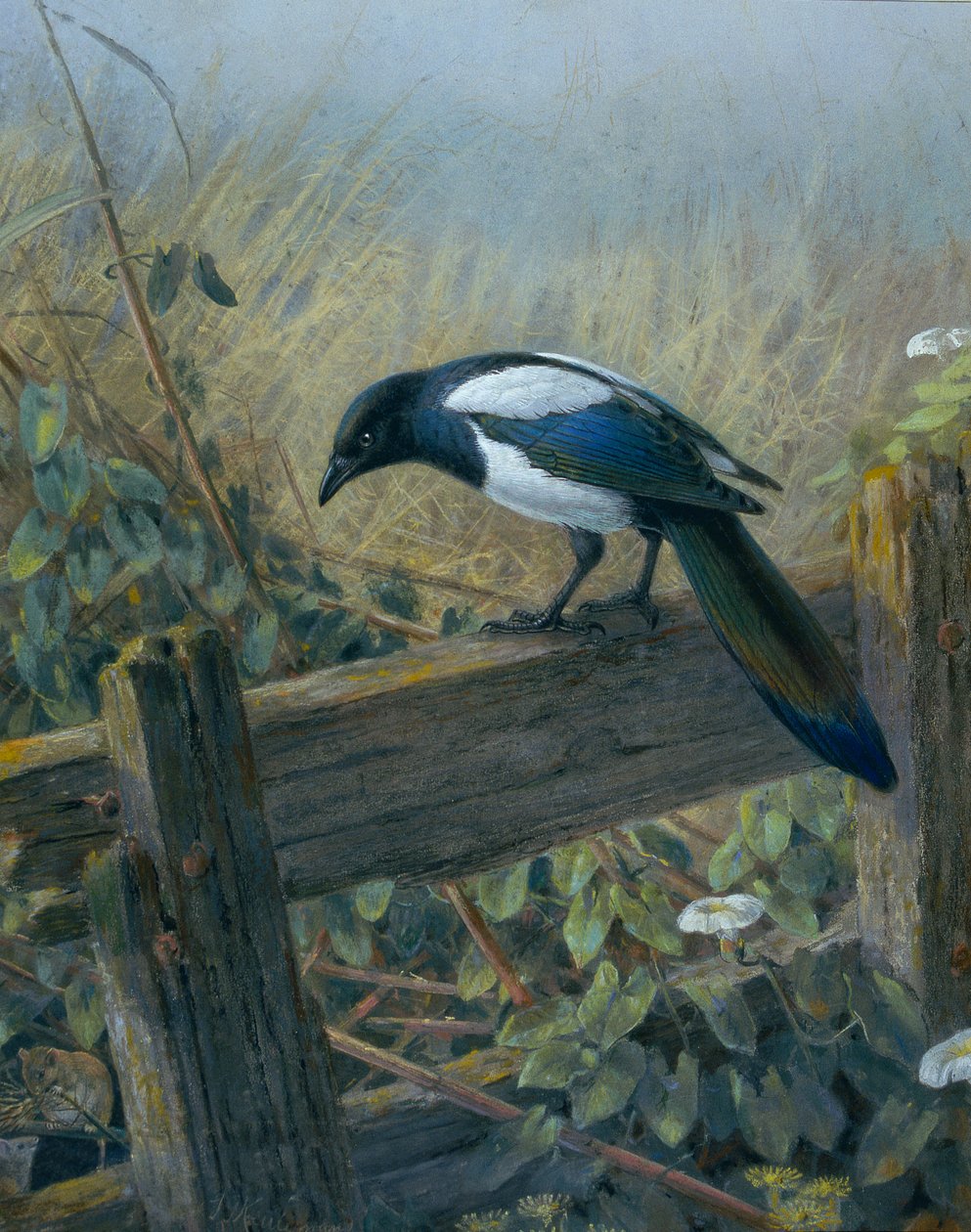 De ekster door Johan Gerard Keulemans