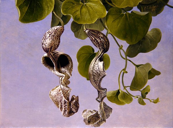 Osterluzei bloemen (Aristolochia Cymbifera) door Johan Laurents Jensen