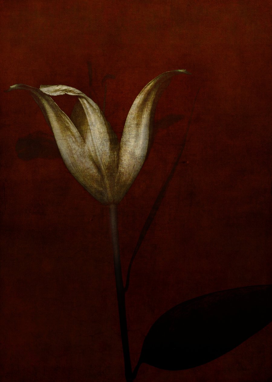 Lelie door Johan Lilja