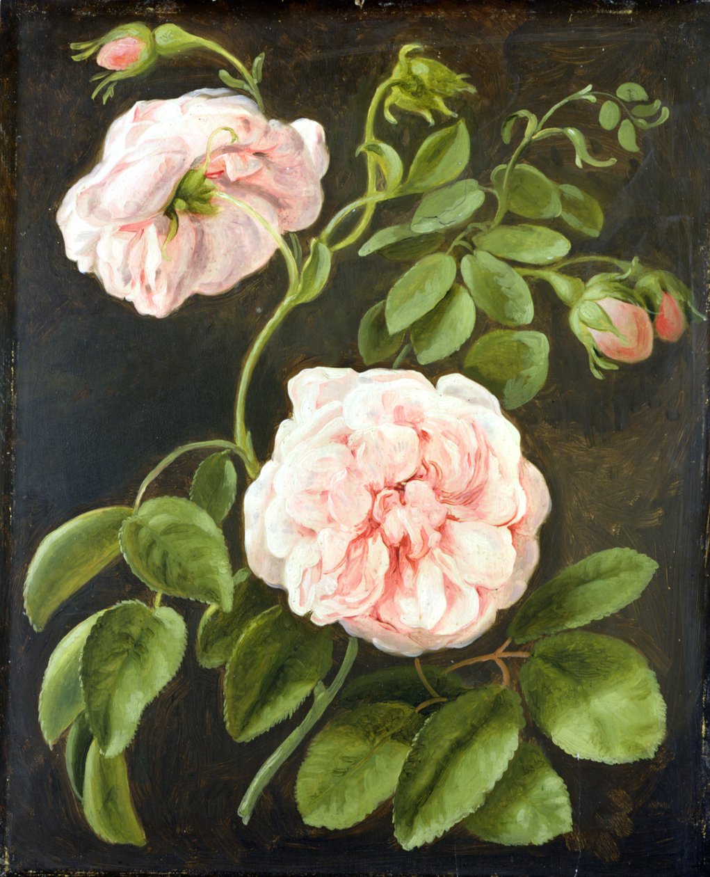 Bloemenstudie door Johann Friedrich August Tischbein