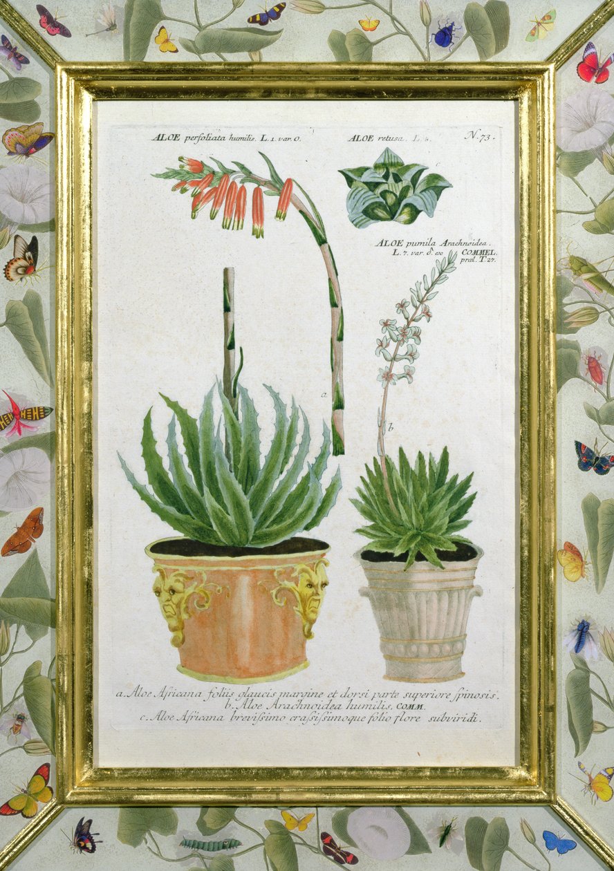 Aloë, ca. 1740 door Johann Wilhelm Weinman