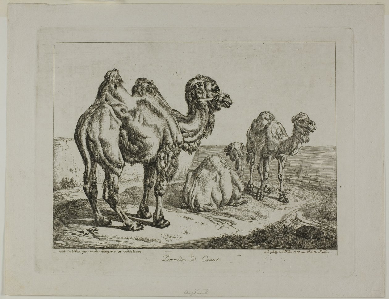 Dromedaris en kameel door Johann Adam Klein