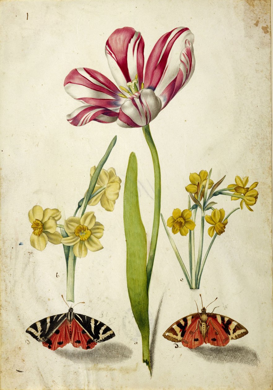 Tulp, Narcis en Vlinders, ca. 1660 door Johann Bartholomäus Braun