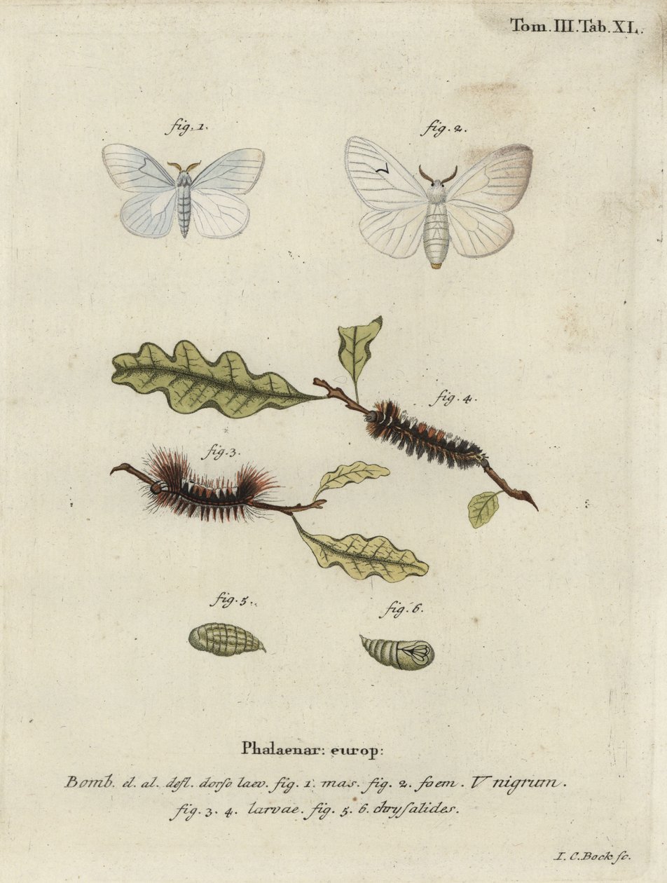 Zwarte V mot, Arctornis l-nigrum door Johann Carl Bock