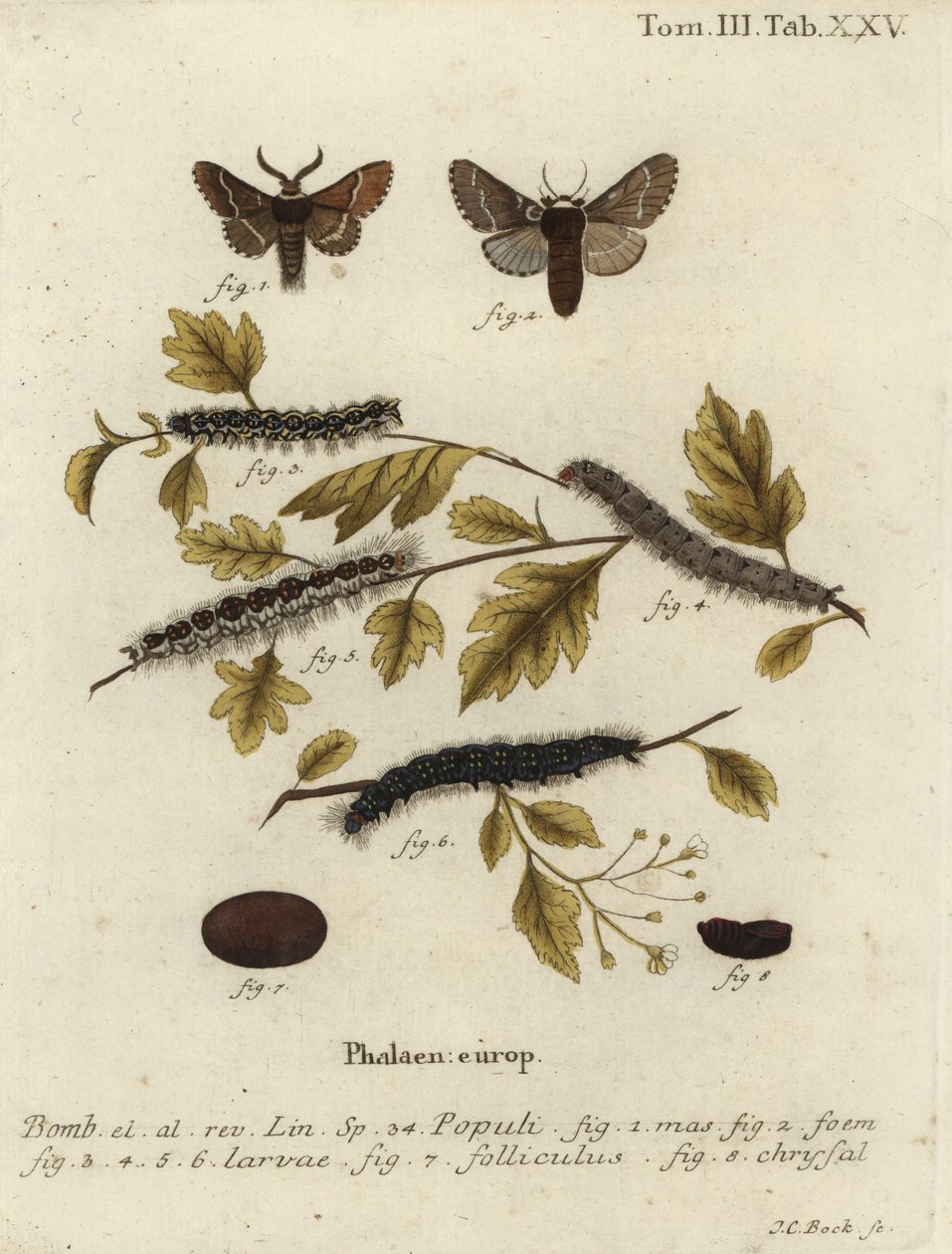 Decembermot, Poecilocampa populi door Johann Carl Bock