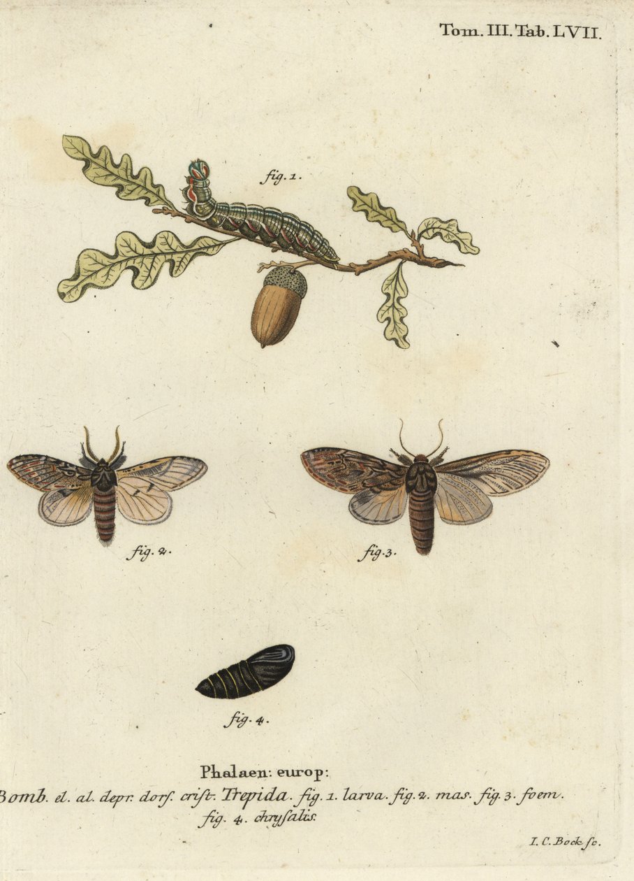 Grote prominente, Peridea anceps door Johann Carl Bock