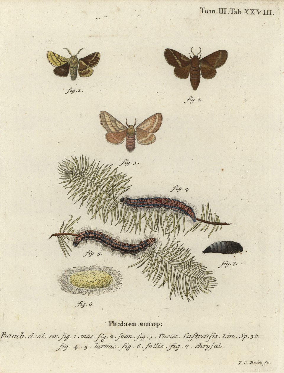 Grondlacker mot, Malacosoma castrense door Johann Carl Bock