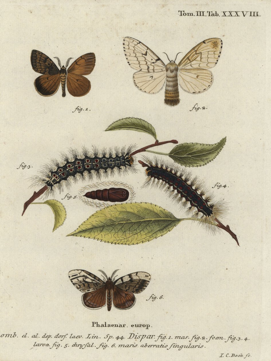 Zigeunermot, Lymantria dispar door Johann Carl Bock