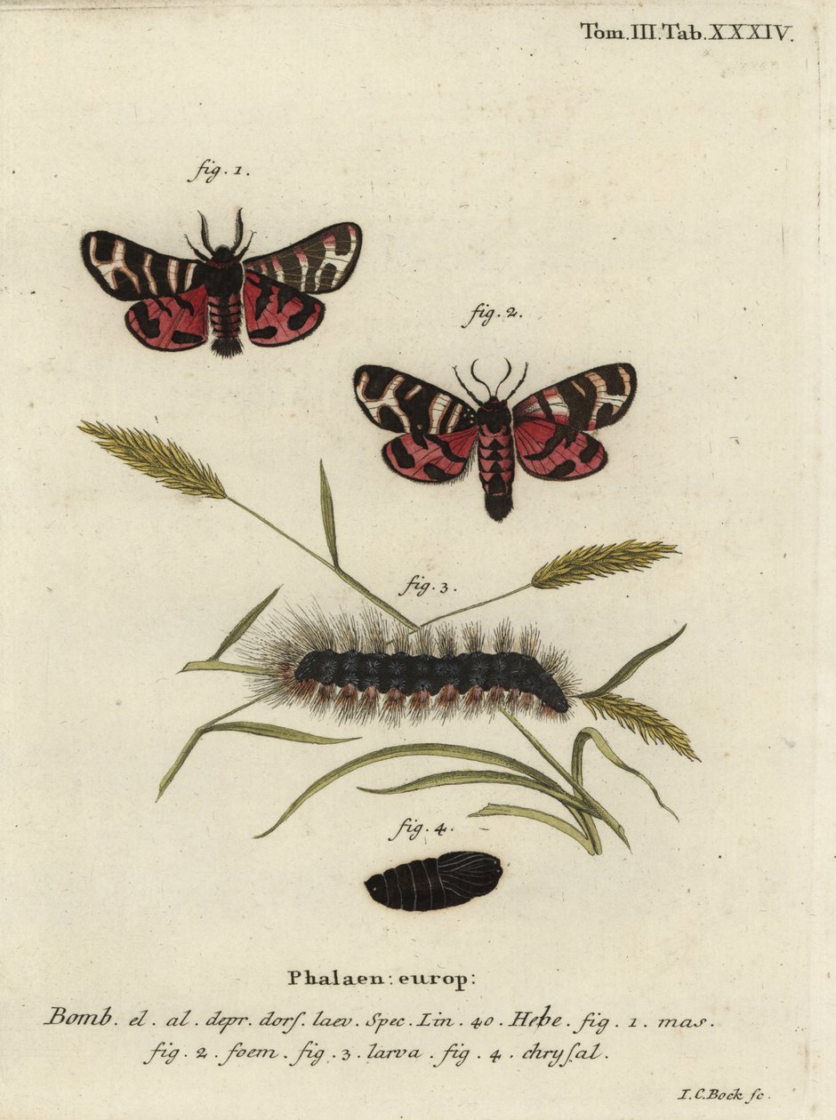 Hebe tijgermot, Arctia festiva door Johann Carl Bock