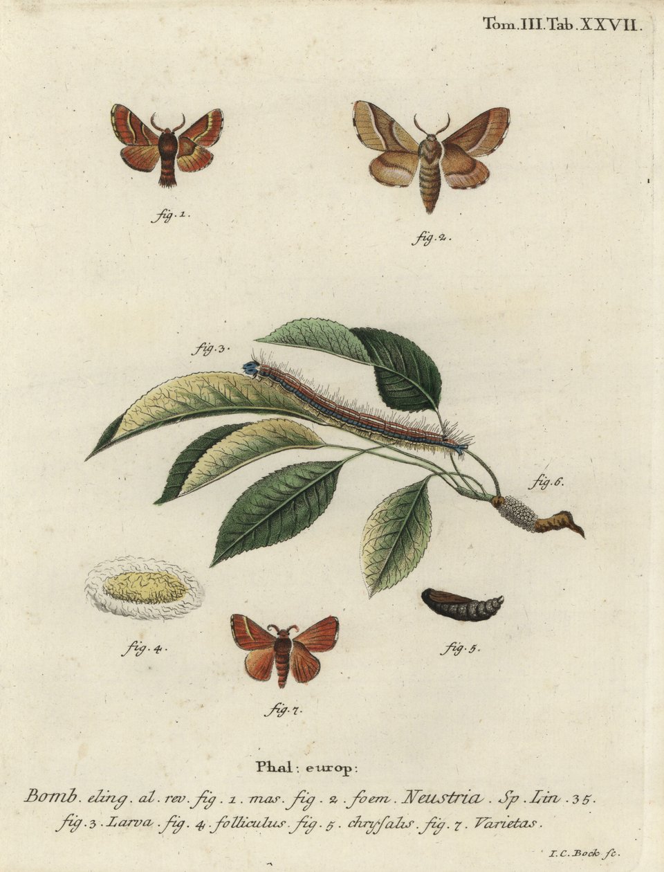 Lackey mot, Malacosoma neustria door Johann Carl Bock