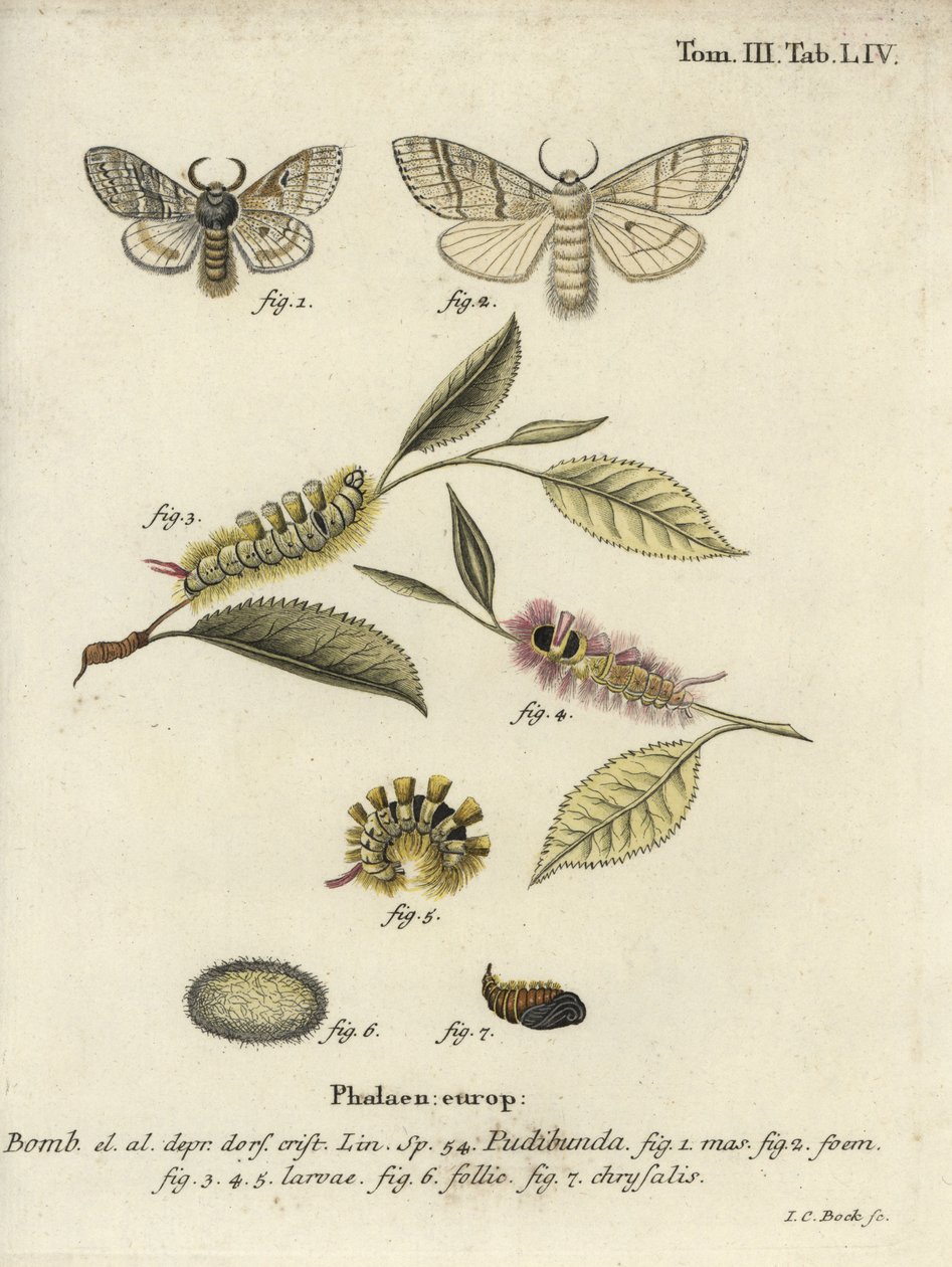 Bleke pluk, Calliteara pudibunda door Johann Carl Bock